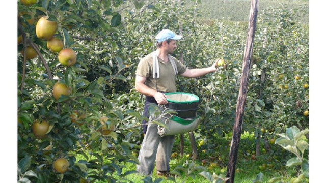 Producătorii de fructe, struguri și pomușoare vor putea beneficia de granturi de la USAID