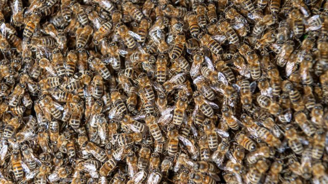 Un roi de 40.000 de albine ucigașe a atacat un hotel, în California. Mai multe persoane au ajuns la spital