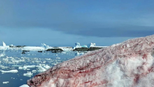 FOTO: Zăpada a devenit roșie la o stație de cercetare din Antarctica
