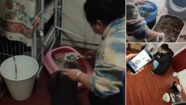 Încă o tragedie se petrece în Wuhan în aceste zile: zeci de mii de animale de companie riscă și ele să moară
