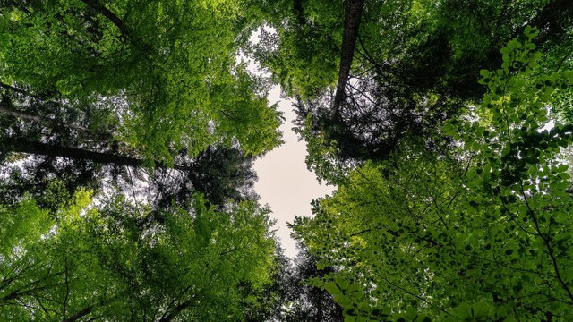 Pe 21 martie este marcată Ziua Internațională a Pădurilor