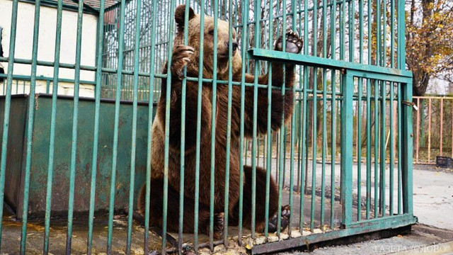 În lipsa vizitatorilor, la grădina zoologică din Chișinău, mai multor animale le-au fost schimbate condițiile de habitat