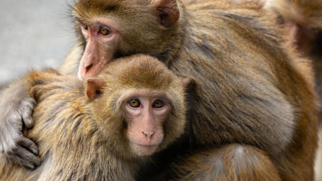 Oraș din Thailanda, invadat de maimuțe. Locuitori baricadați, lupte între bande rivale și teritorii interzise oamenilor