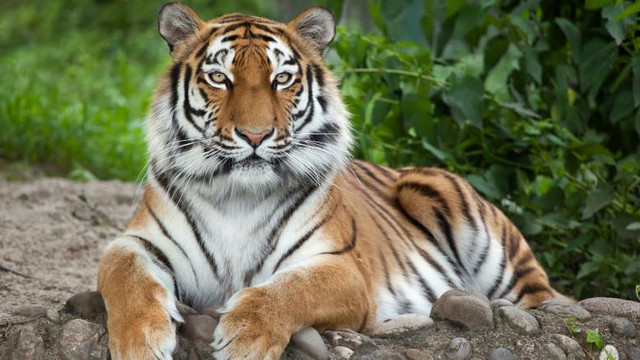 Un tigru de la o grădină zoologică din New York a fost testat pozitiv cu coronavirus, după ce ar fi fost îmbolnăvit de un angajat