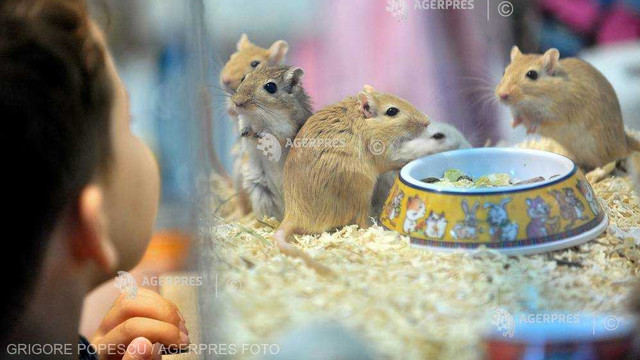 handicapped Realistic Diplomat Coronavirus: Teste realizate pe hamsteri în Hong Kong au dovedit  eficacitatea măștilor sanitare