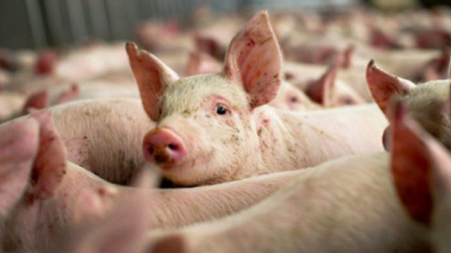 ANSA | Opt cazuri de îmbolnăvire cu virusul pestei porcine africane au fost înregistrate în R.Moldova