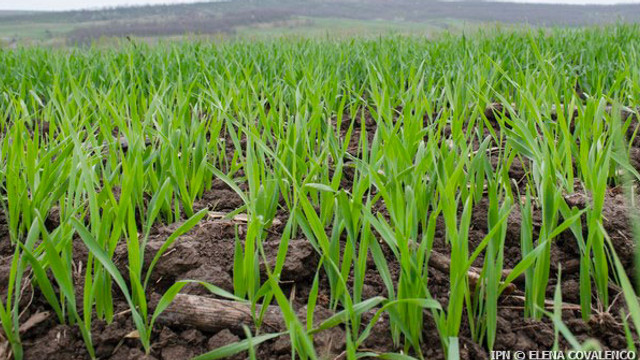 Efectele ploilor din ultima perioadă asupra culturilor agricole. În unele regiuni, recolta de grâu de toamnă nu a mai putut fi salvată