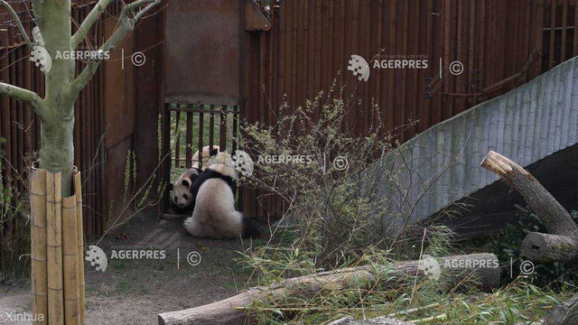 Un panda a evadat pentru scurt timp de la grădina zoologică din Copenhaga