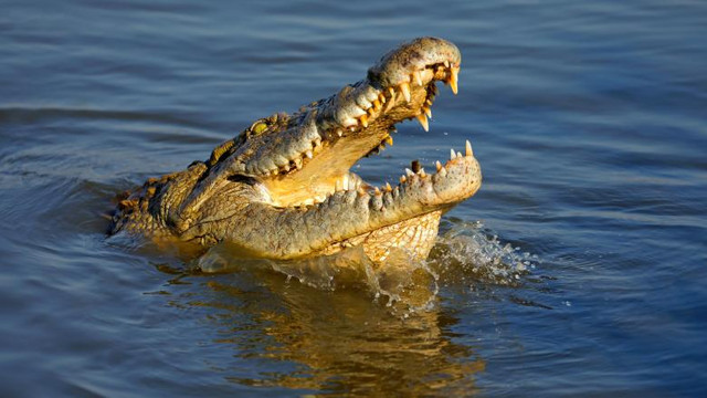 Poliția spaniolă caută în fluviul Duero un crocodil de 250 de kilograme
