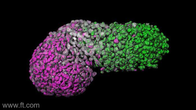 Oamenii de știință au creat un model similar embrionului din celulele umane, util pentru cercetări