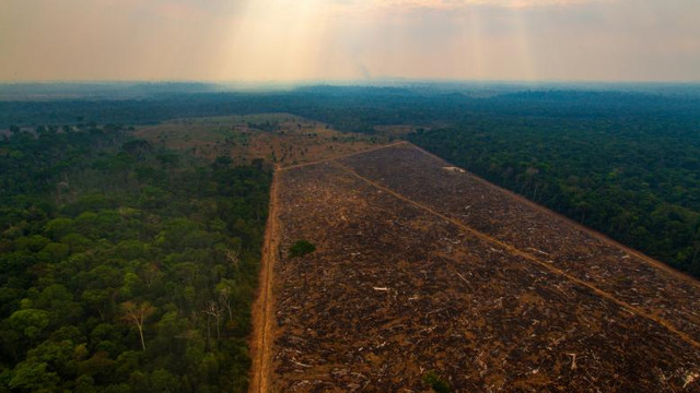 Dezastrul din pădurea amazoniană din Brazilia este imens. Cifrele care arătau deja o defrișare istorică sunt de fapt cu 30% mai mari