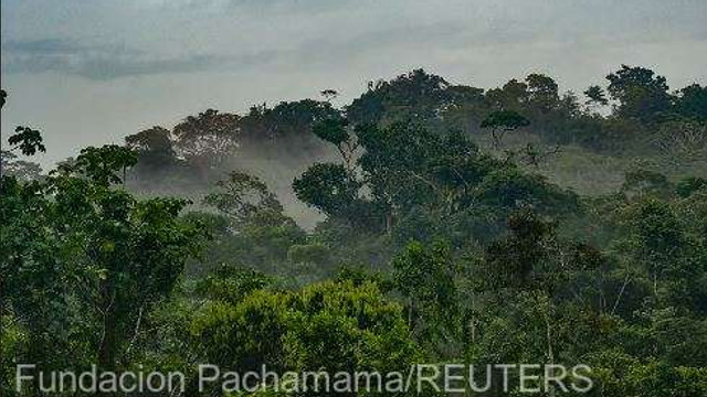 Sute de persoane folosesc social media pentru a vinde teren ocupat ilegal din pădurea amazoniană