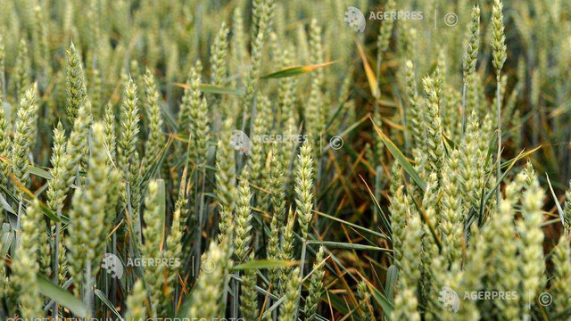 UE și-a revizuit, din nou, estimările privind recolta de grâu din acest an