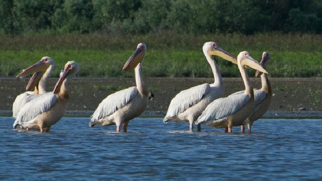 Pelicanii roz s-au stabilit pe lacul din Congaz