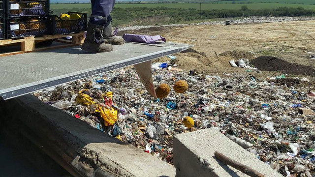 VIDEO | Peste două tone de pepene galben au ajuns la gropa de gunoi. „Sunt un pericol real pentru sănătatea oamenilor”, spune ANSA