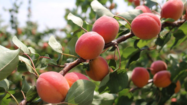 Temperaturile scăzute din ultimele zile nu vor afecta dezvoltarea fructelor

