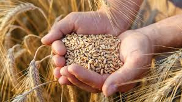 Ministerul Agriculturii estimează în acest an o recoltă globală de grâu de 600 de mii de tone