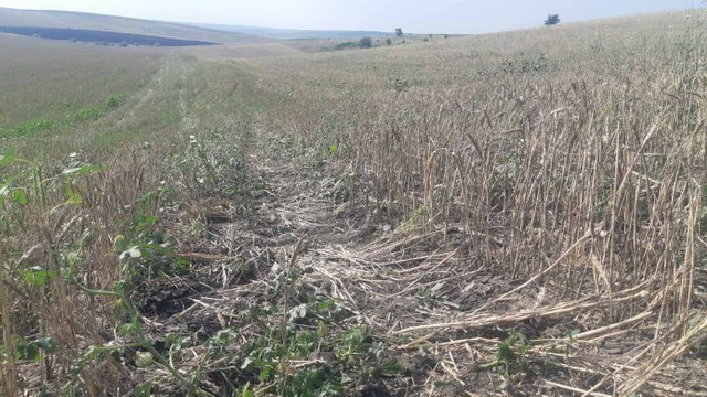 Antirecord de recoltă în R.Moldova: 45 de kilograme grâu/ha

