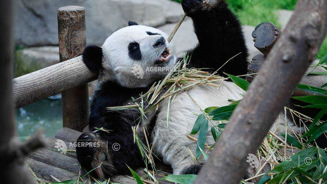 Un pui de panda uriaș s-a născut la o grădină zoologică din Coreea de Sud