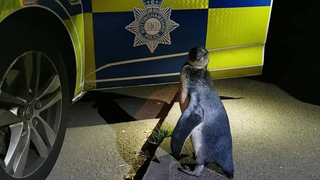 Polițiști din Marea Britanie au găsit un pinguin care mergea pe mijlocul drumului


