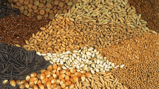 Guvernul va aproba un plan de acțiuni pentru restabilirea sectorului de producere a semințelor în țară