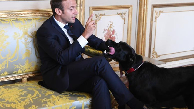 Cum a ajuns Nemo, câinele lui Emmanuel Macron, să publice un articol științific despre legătura dintre hidroxiclorochină și trotinete
