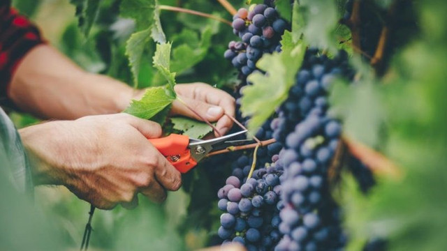 Recolta de struguri va fi afectată de secetă, iar exportul de vinuri, de pandemie. Care sunt prognozele pentru sectorul vitivinicol în R.Moldova