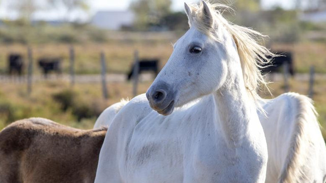 Franța, șocată de atacuri ritualice macabre asupra cailor
