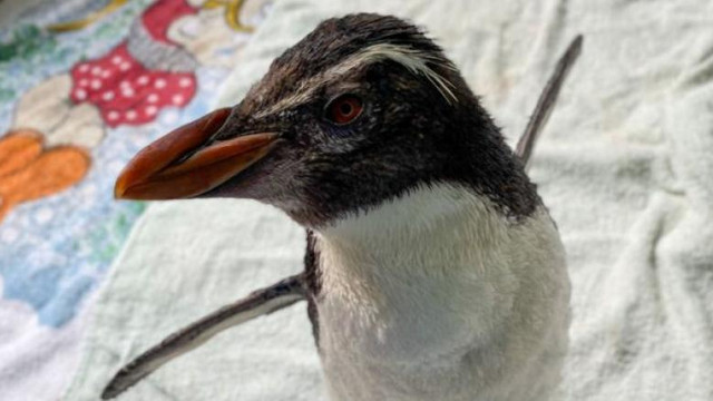 Singurul pinguin cu creastă din Australia se uită la desene animate pentru a-și alunga tristețea