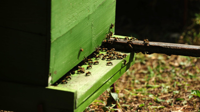 Hoteluri pentru viermi și palate pentru albine: Amsterdamul vine în sprijinul insectelor
