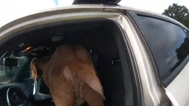 O capră a intrat în mașina unui polițist și i-a mâncat documentele