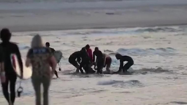 Un surfer a fost atacat și ucis de un rechin, în Australia