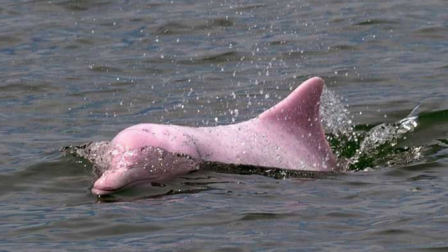 VIDEO | Delfinii roz au revenit în apele costiere din Hong Kong, după ce restricțiile anti-COVID-19 au îmbunătățit habitatul