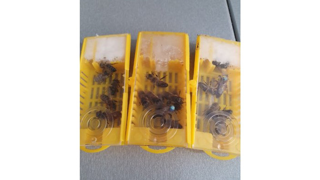 14 tineri apicultori vor produce regine de albine. Au primit un material prețios de la MoldApis