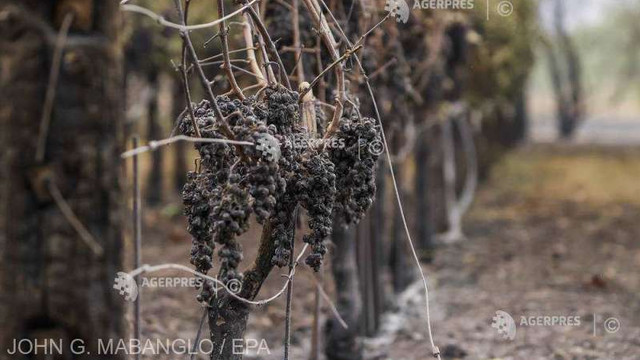Incendii în California: A patra victimă - domeniile viticole, grav afectate