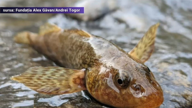 VIDEO | Cea mai rară specie de pește din Europa, considerată fosilă vie, a reapărut într-un râu din România
