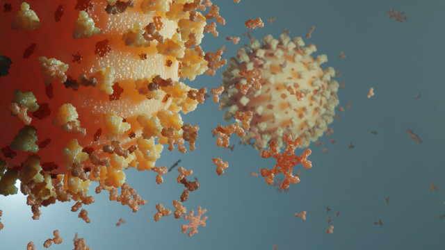 „Nivelul de anticorpi scade rapid după infecția cu coronavirus”, arată un studiu britanic după testarea a 350.000 de persoane