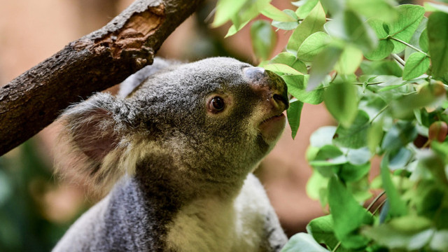 Oficialii australieni au dat undă verde pentru distrugerea habitatului ursuleților koala pentru extinderea unei cariere de piatră