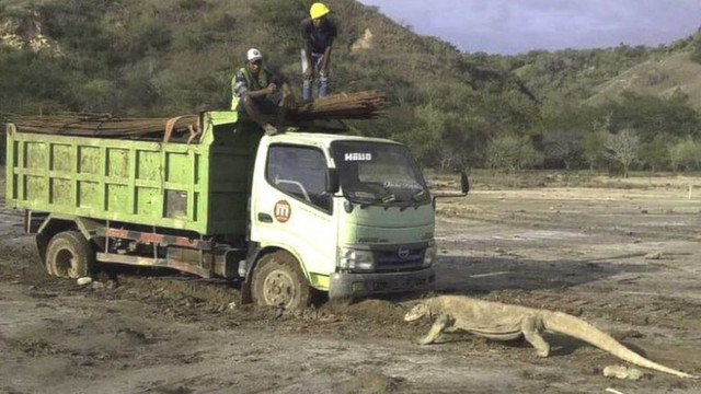 O fotografie virală provoacă îngrijorări. Ce se întâmplă, de fapt, în „Jurassic Park”din Indonezia