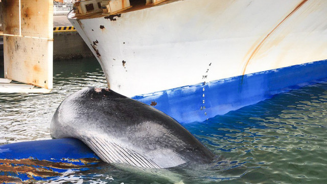 Balenă de 12 metri agățată și ucisă de un feribot, în Japonia. Momentul în care creatura uriașă este scoasă din apă