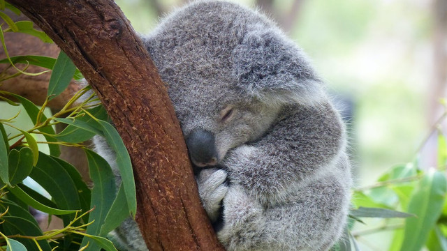 Australia: Stresul contribuie la ''declinul constant'' al populației de koala (studiu)