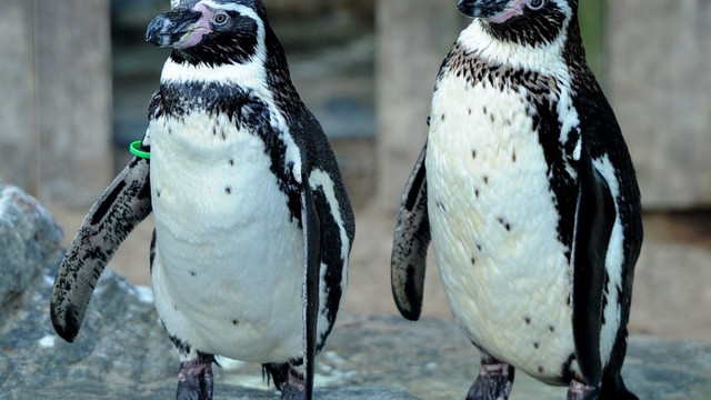 Un englez a furat doi pinguini de la Zoo și i-a scos apoi la vânzare pe Facebook. Câți ani de închisoare a primit