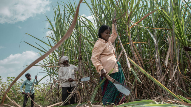 India încurajează oamenii să consume mai mult zahăr pentru a scăpa de excesul de producție
