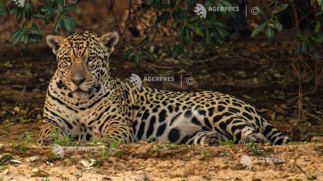 RAPORT | Traficul cu părți de jaguar cu destinația China s-a intensificat în America de Sud 