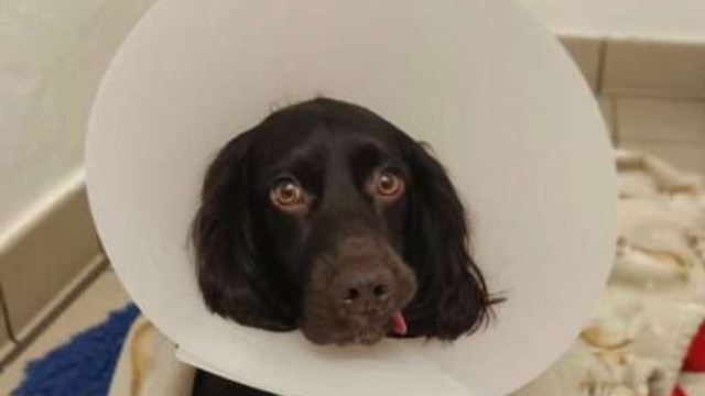 Un câine din Marea Britanie a înghițit o mască de protecție și a supraviețuit după operație