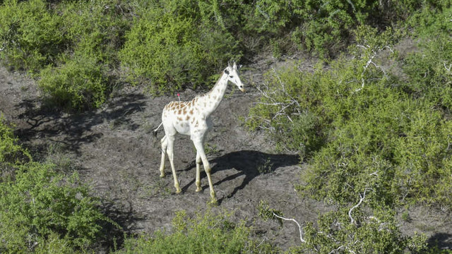 Kenya: Singura girafă albă din lume, monitorizată prin GPS pentru a fi protejată de braconieri