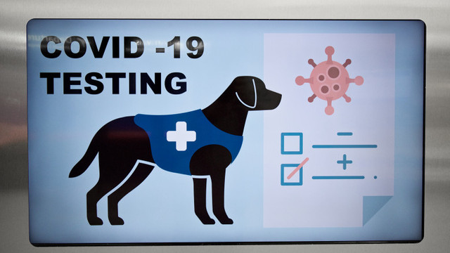 Câinii ar putea deveni esențiali în oprirea răspândirii coronavirusului. Cum funcționează „testul canin” pentru COVID-19