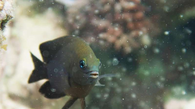 STUDIU | Un pește de recif prezintă un comportament de domesticire a unei alte specii, similar celui prezent la om 