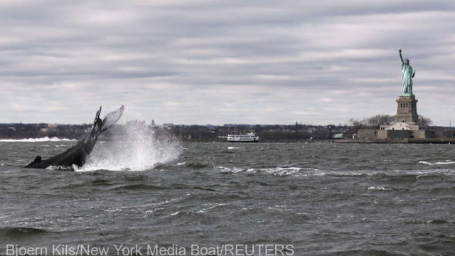O balenă cu cocoașă și-a făcut apariția în largul portului New York, spre surprinderea privitorilor