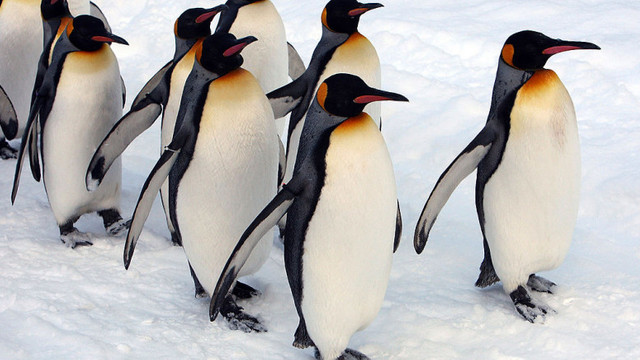 Un iceberg uriaș riscă să se ciocnească cu o insulă pe care trăiesc milioane de pinguini